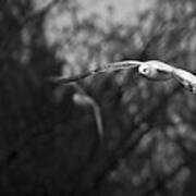 Gull Soaring Poster