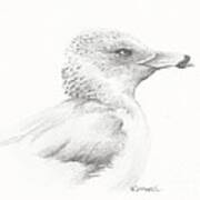 Gull Study Poster