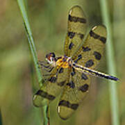 Halloween Pennant Poster