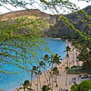 Hanauma Bay Nature Preserve Beach Through Monkeypod Tree Poster