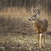 Handsome Mn Buck Poster