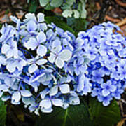 Happy Hydrangea Poster