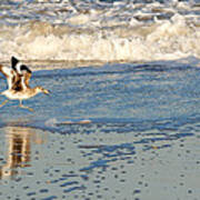 Happy Shorebird Poster