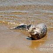 Harbor Seal Mother And Pup Poster