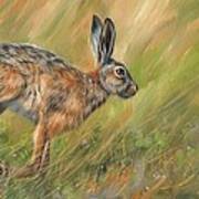 Hare Poster