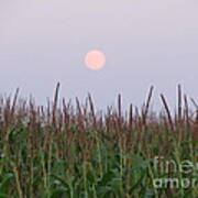 Harvest Moon Poster