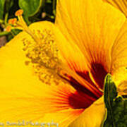 Hawaiian Hibiscus Poster