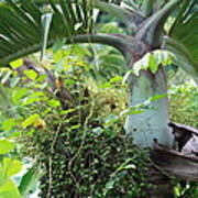 Hawaiian Palm Inflorescence Poster