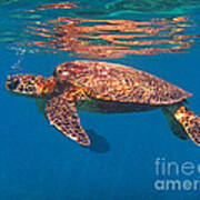 Hawaiian Sea Turtle In Flight Poster