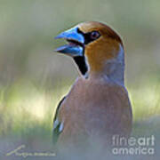 Hawfinch Poster