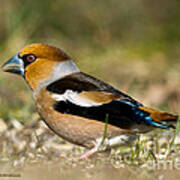 Hawfinch's Back Poster
