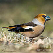 Hawfinch's Profile Square Poster