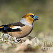 Hawfinch's Profile Poster