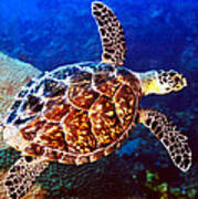 Hawksbill Poster