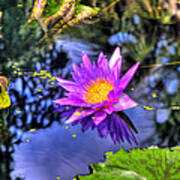 Hdr Water Lily Poster