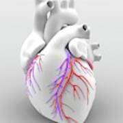 Heart And Coronary Arteries Poster