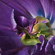 Heart Of A Purple Tulip Poster