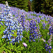 Heavenly Blue Lupins Poster