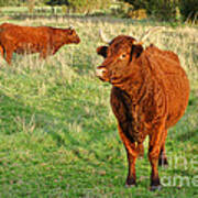 Heifer Bulls Poster