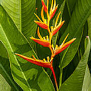 Heliconia Dthb1639 Poster