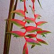 Heliconia Platystachys Poster