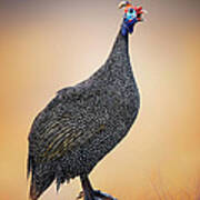 Helmeted Guinea-fowl Perched On A Rock Poster