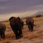 Herd Of Elephants Running Away Poster