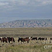 Herd Of Wild Horses Poster