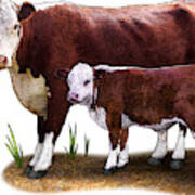 Hereford Cow Poster