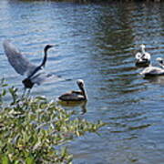 Heron And Pelicans Poster