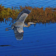 Heron Flight Digital Art Poster