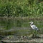 Heron Hunting Poster