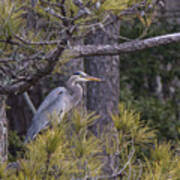 Heron In The Pines Poster