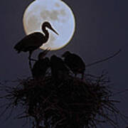 Heron Nest With Full Moon Poster