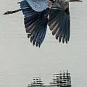 Heron On The Wing Poster