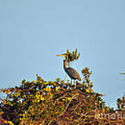 Heron Perch Poster