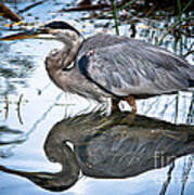 Heron Reflecting Poster