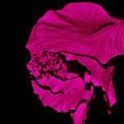 Hibiscus Abstract Profile Poster