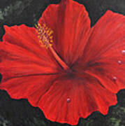 Hibiscus Beauty Poster