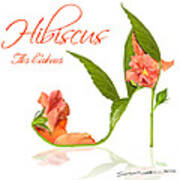 Hibiscus Flos Calceus Poster