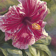 Hibiscus In Bloom Poster