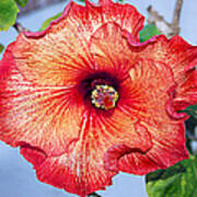 Hibiscus - Mahogany Star Flower Poster