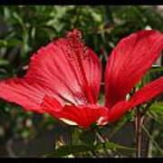 Hibiscus My Valentine Poster