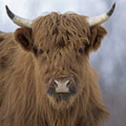 Highland Cattle Kodiak Island Alaska Poster