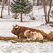 Highland Cow With Calves Poster