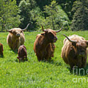 Highland Cows And Calves - Glenlivet - Scotland Poster