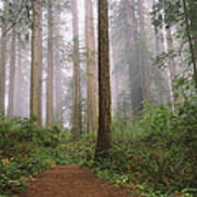 Hiking Through Californias Redwoods Poster