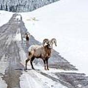 On The Road Again Big Horn Sheep Poster