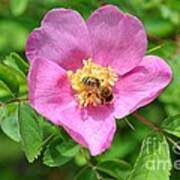 Hip Rose Bloom With A Bee Poster