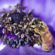 Honeybee And Anemone Poster